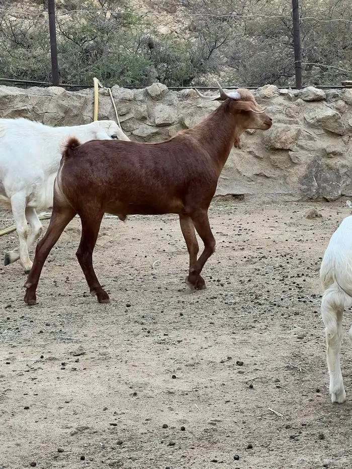 النماص بدوه 0