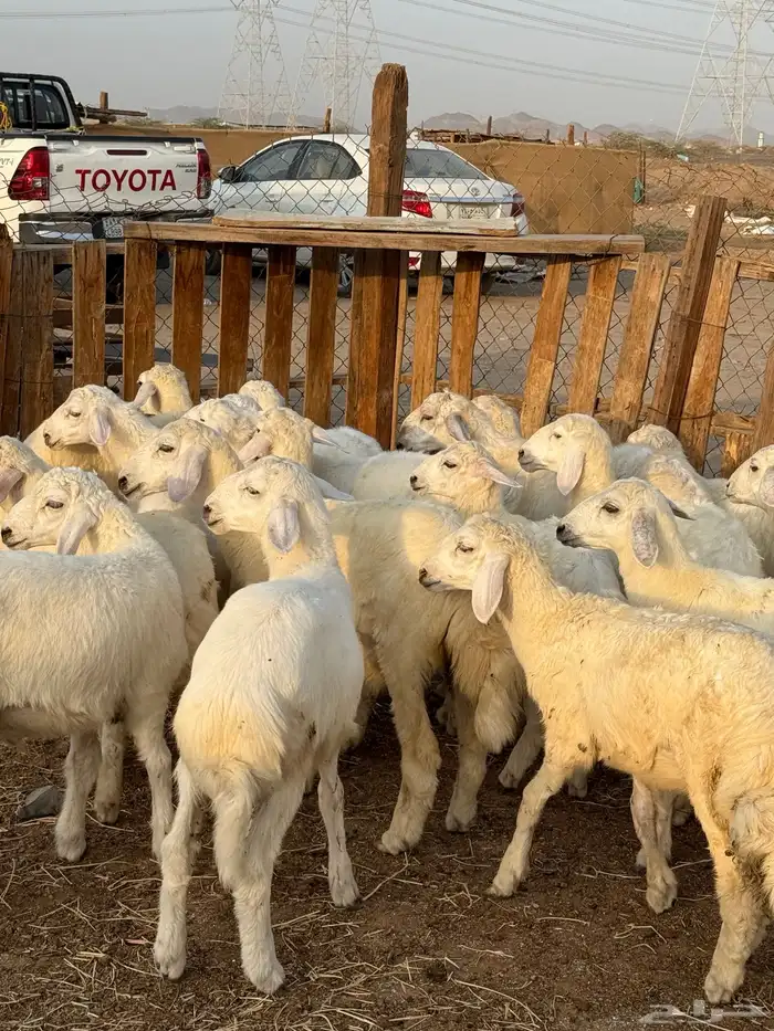 بهم تربيه شعره بيضاء من 840 5