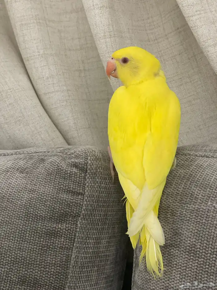 فرخ درة هولندي لاتينو ( تم البيع ) 0