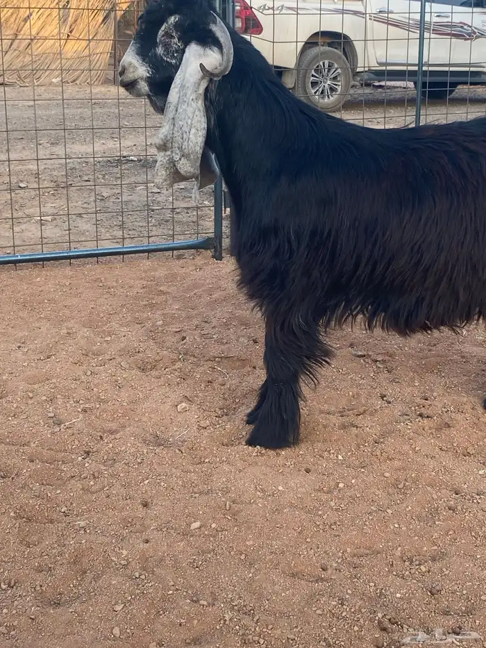 فحل معزا تيس عارضي صنف تممم البيع 8