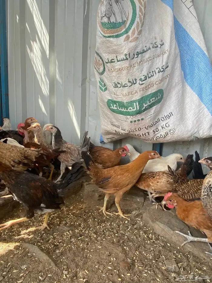 تم البيع الله يبارك لرعيه 1