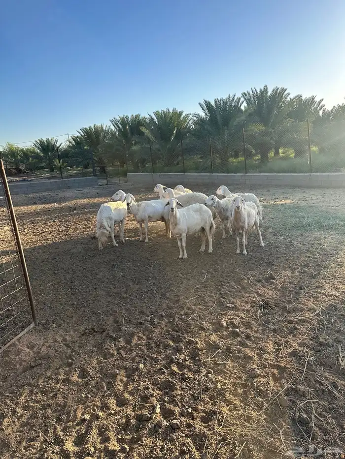 حريات مضاريع للبيع 6