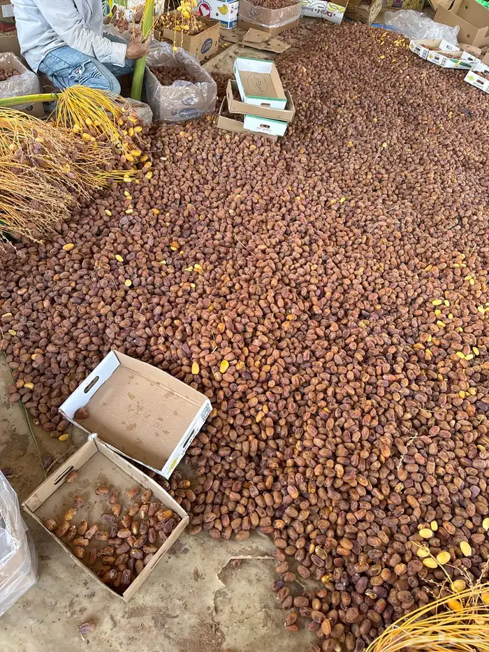 تمور خلاص ناهي ومشكلات 2