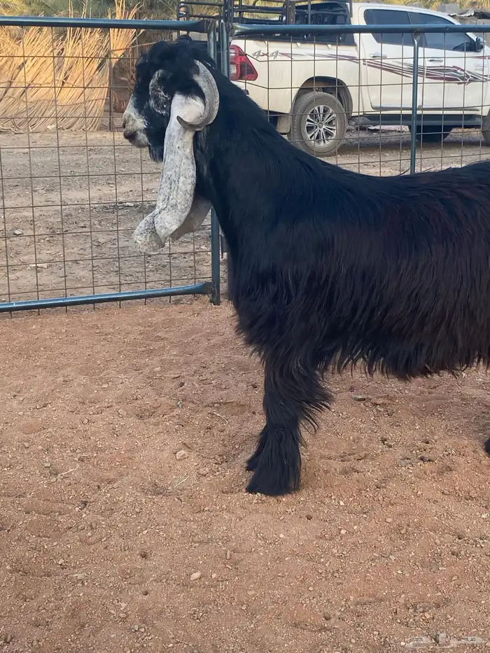 فحل معزا تيس عارضي صنف تممم البيع 9