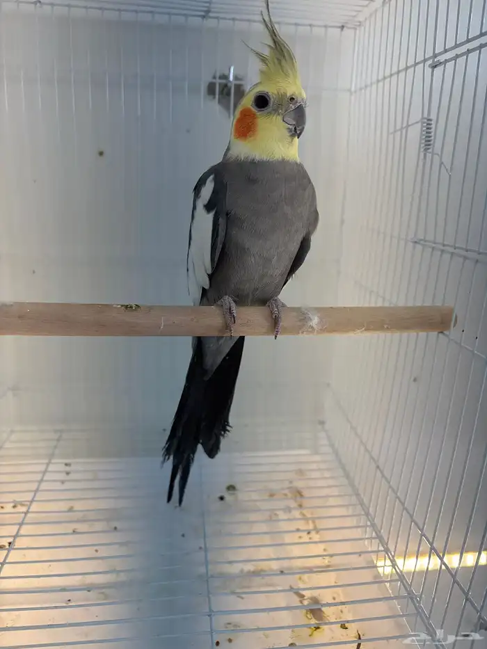 للبيع كروان اليف متكلم ذكر 0