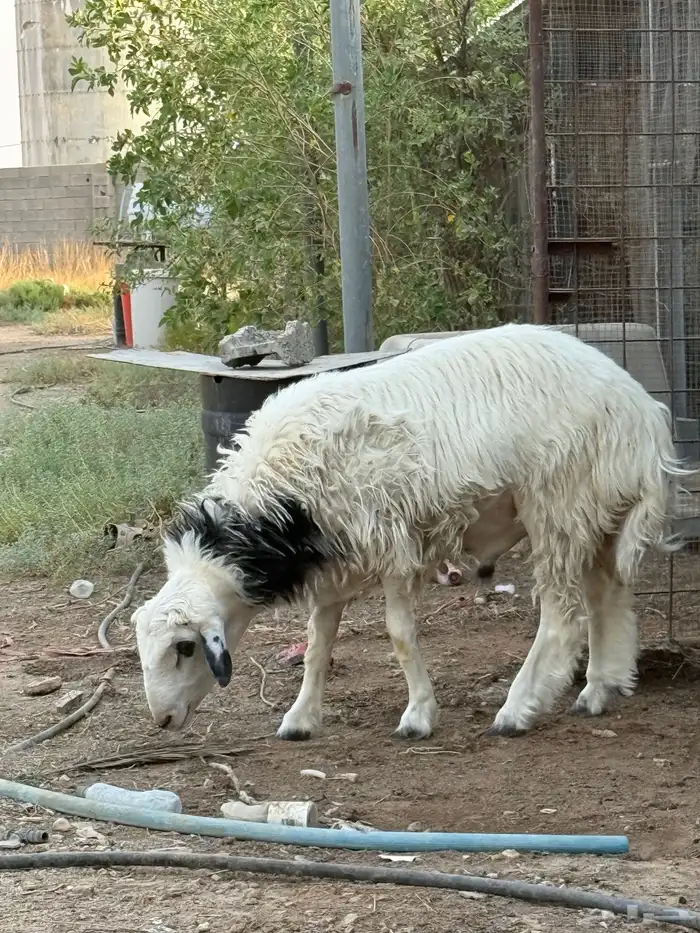 خروف عمره 7شهور تقريبا 5