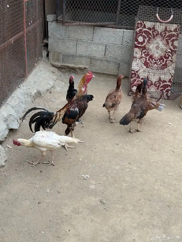 دجاج باكستاني 2