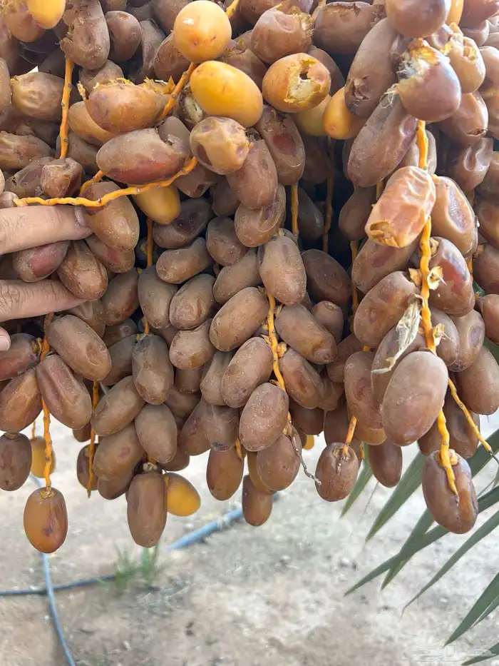 تمر مجهولة 1