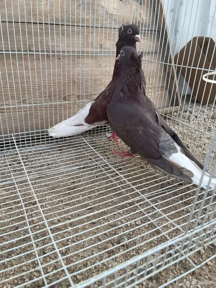 ثلاث اجواز قطايف 3