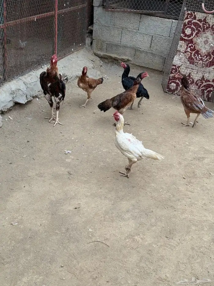 دجاج باكستاني 3