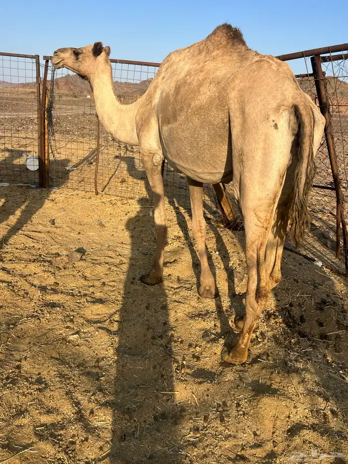 لقحه ملاقي ب 5800يبلاش 3