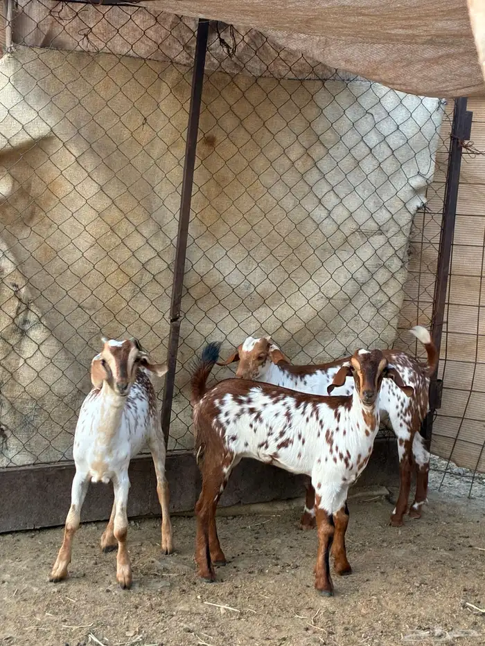 تيس و2 جفار 0