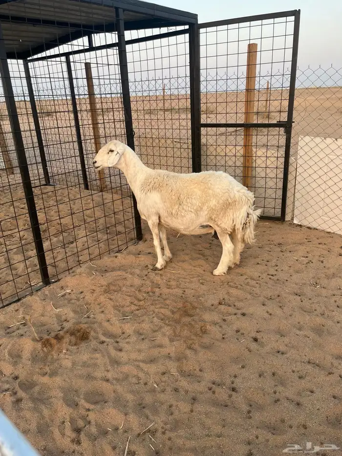 تمم البيع 0