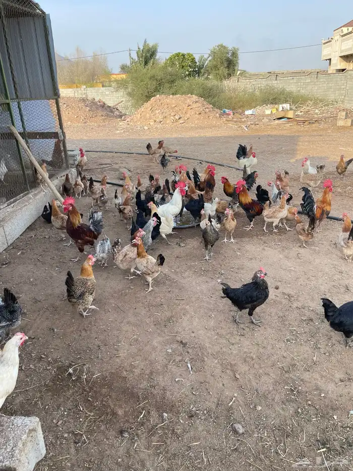 دجاج بلدي وبياض 1