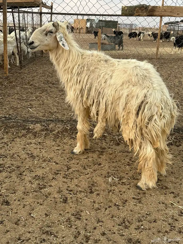 عيسي مشروط 1