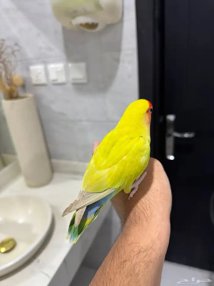روز اليف حمامه ماعنده عض للبيع 2