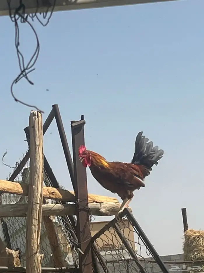 دجاج صحه على الشرط ديكين و دجاجتين الدجاجه السودا مسقط 2