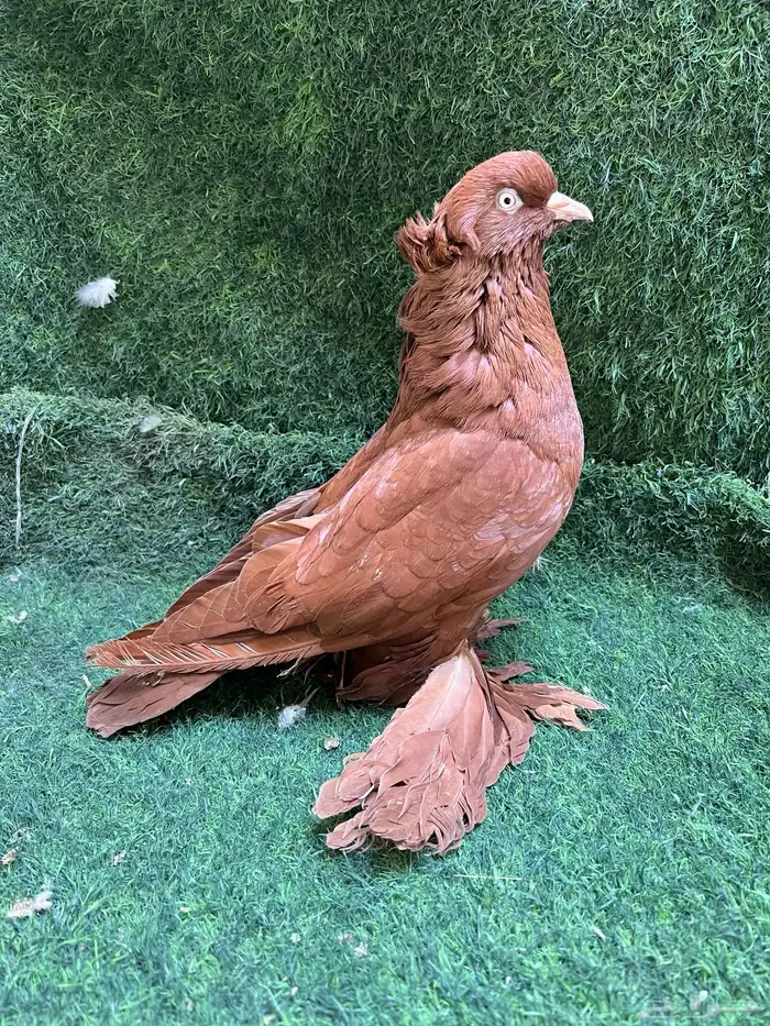 طبه دمستك الاحمر. جوز سوداني 3