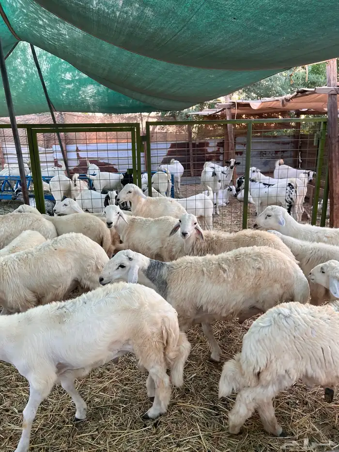 طليان حري 3