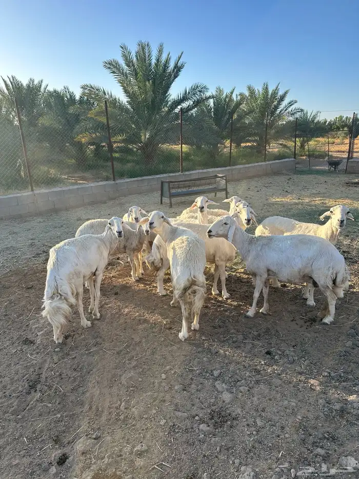 حريات مضاريع للبيع 4