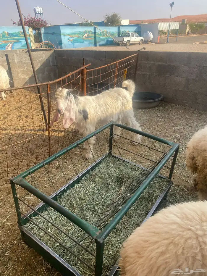 بشقراء تيس فل شحم العمر 6 اشهر واكثر 1