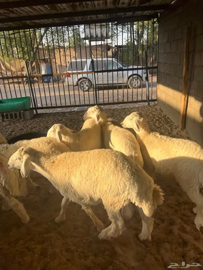 ذبايح 0