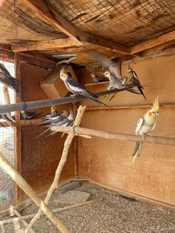 لبيع كروان 3