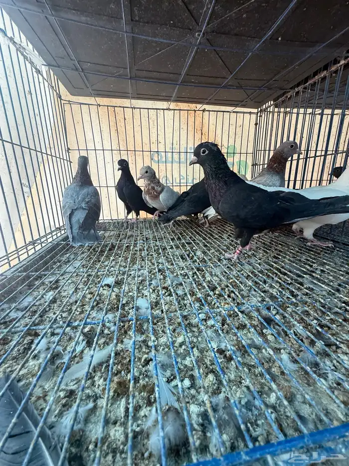 حمام صنعاوي اصيل 2