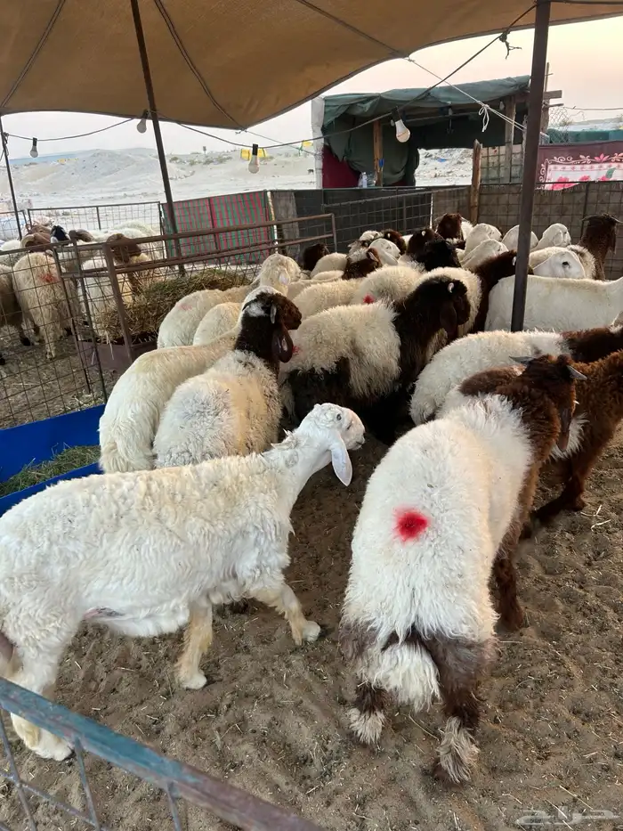 نعيم جبر وهرافي لبانيه وحريات ثلاجه كفو 5