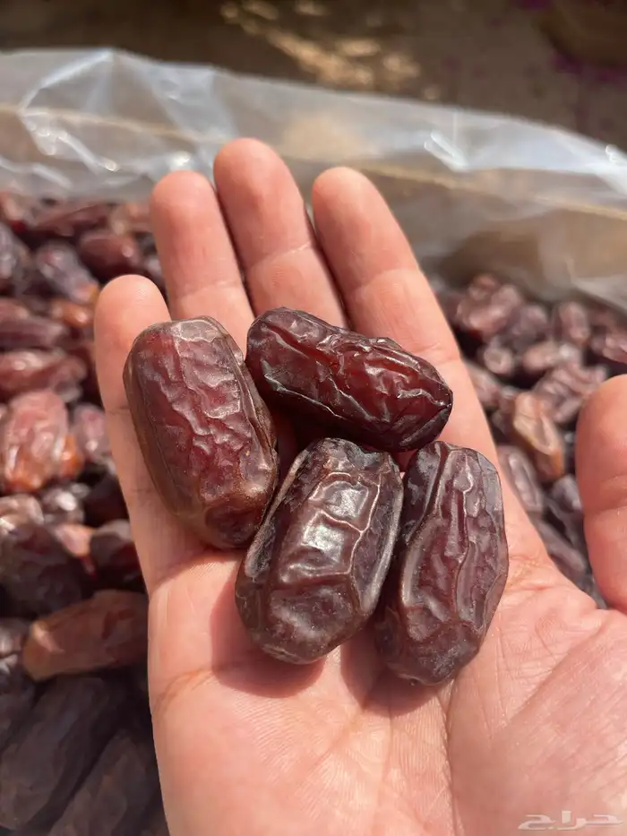 تمر خضري فله فاخر وطيب انتاج الموسم الحالي 0