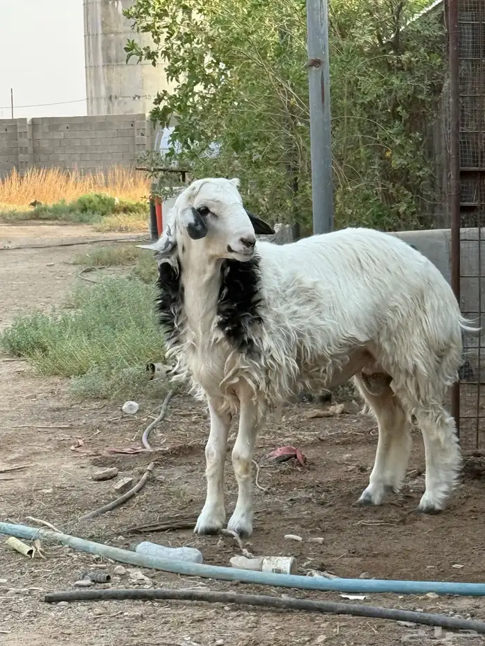 خروف عمره 7شهور تقريبا 0