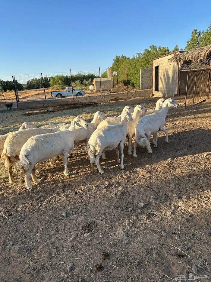 حريات مضاريع للبيع 2