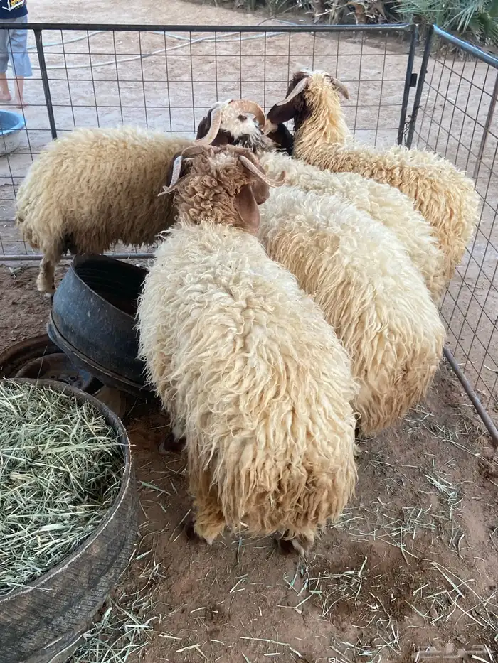 بهم نعيم 0