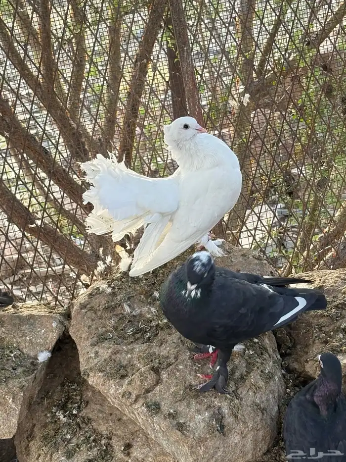 حمام قطيفي . مصري   كنق 4