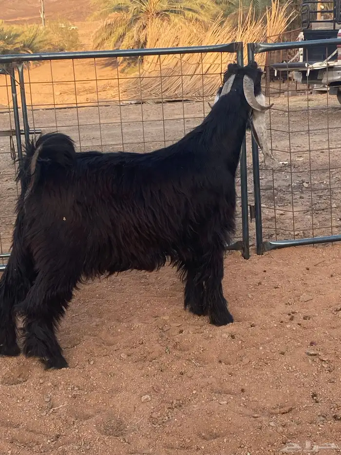 فحل معزا تيس عارضي صنف تممم البيع 3