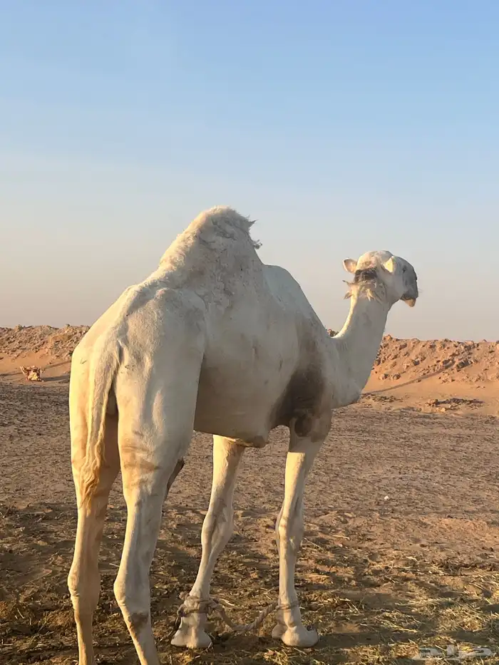 بعير اوضح ثني عظم وساس على الهدب مشروط ( الخرج) 3