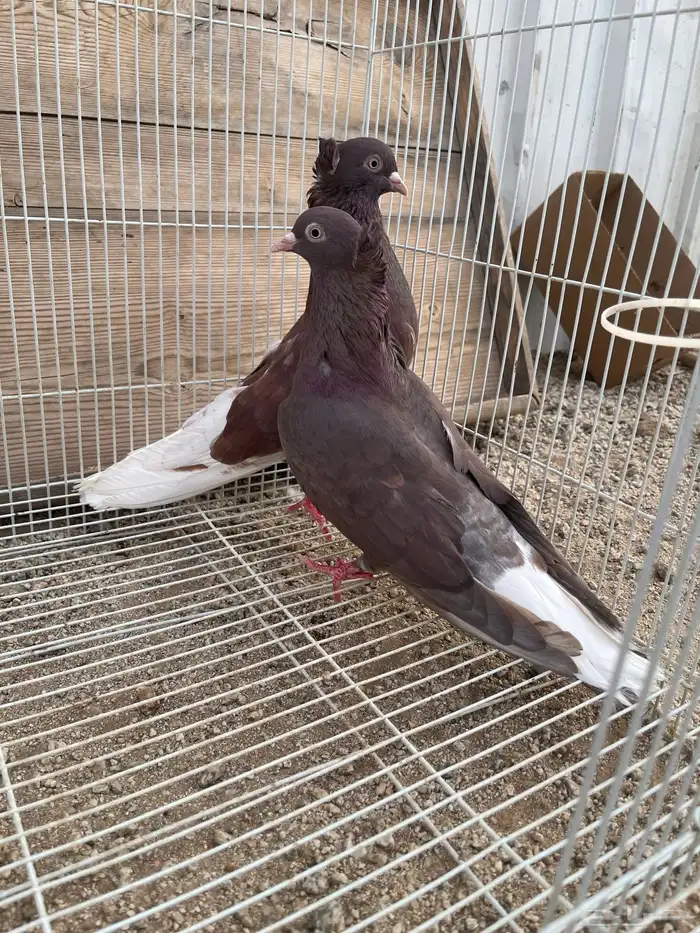 ثلاث اجواز قطايف 1