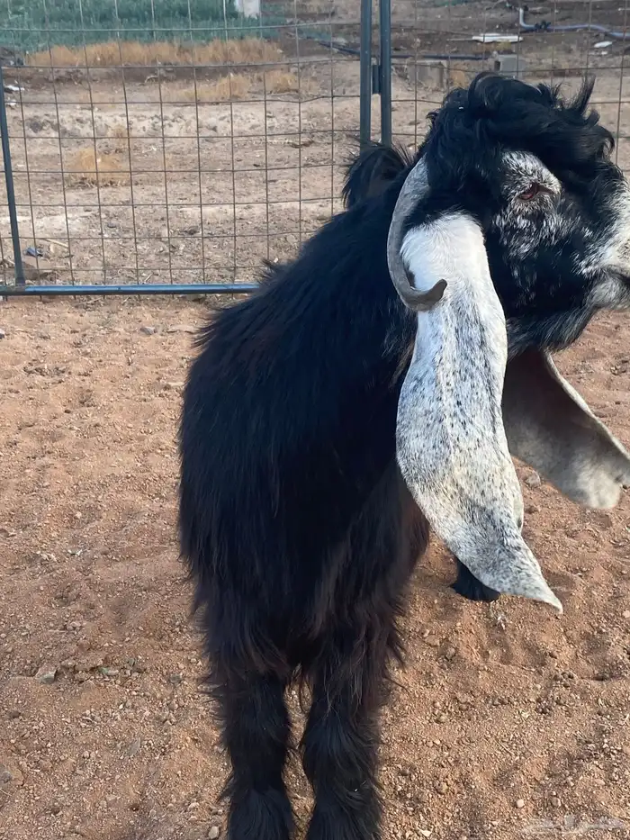 فحل معزا تيس عارضي صنف تممم البيع 12