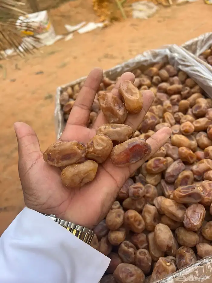 تمور اخلاص فاخر 8