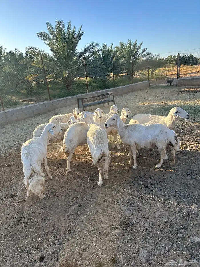 حريات مضاريع للبيع 3