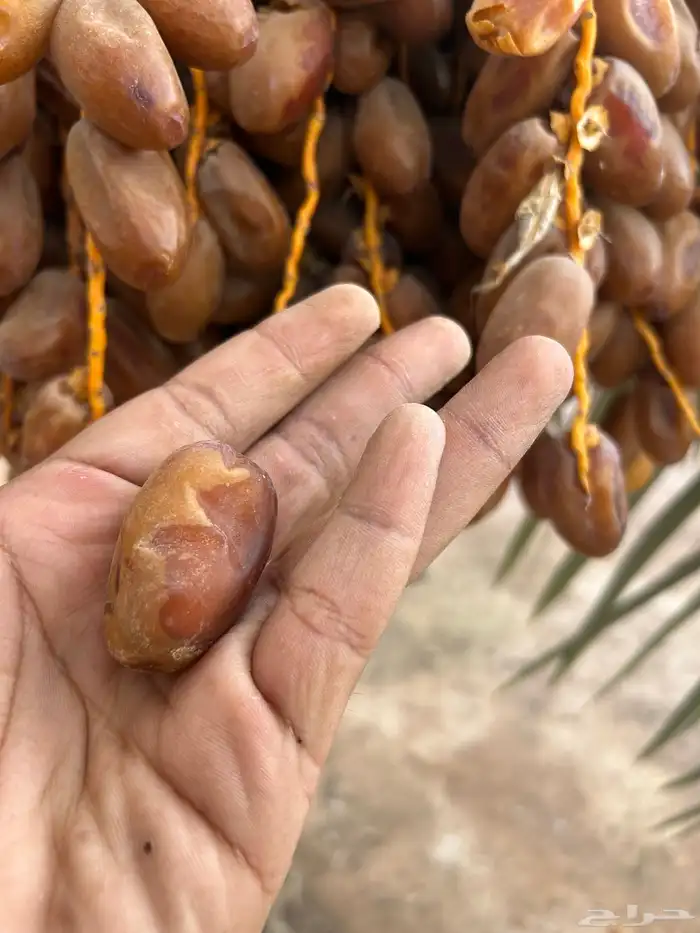 تمر مجهولة 2