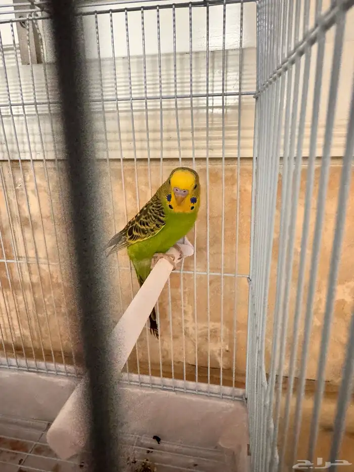 زوج بادجي أليف 0