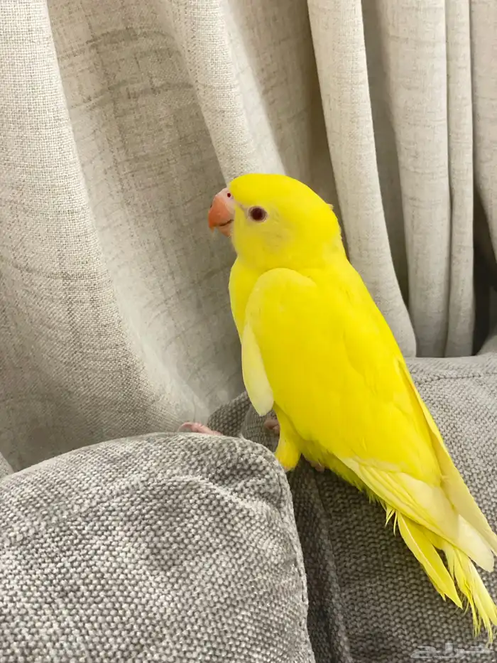 فرخ درة هولندي لاتينو ( تم البيع ) 1