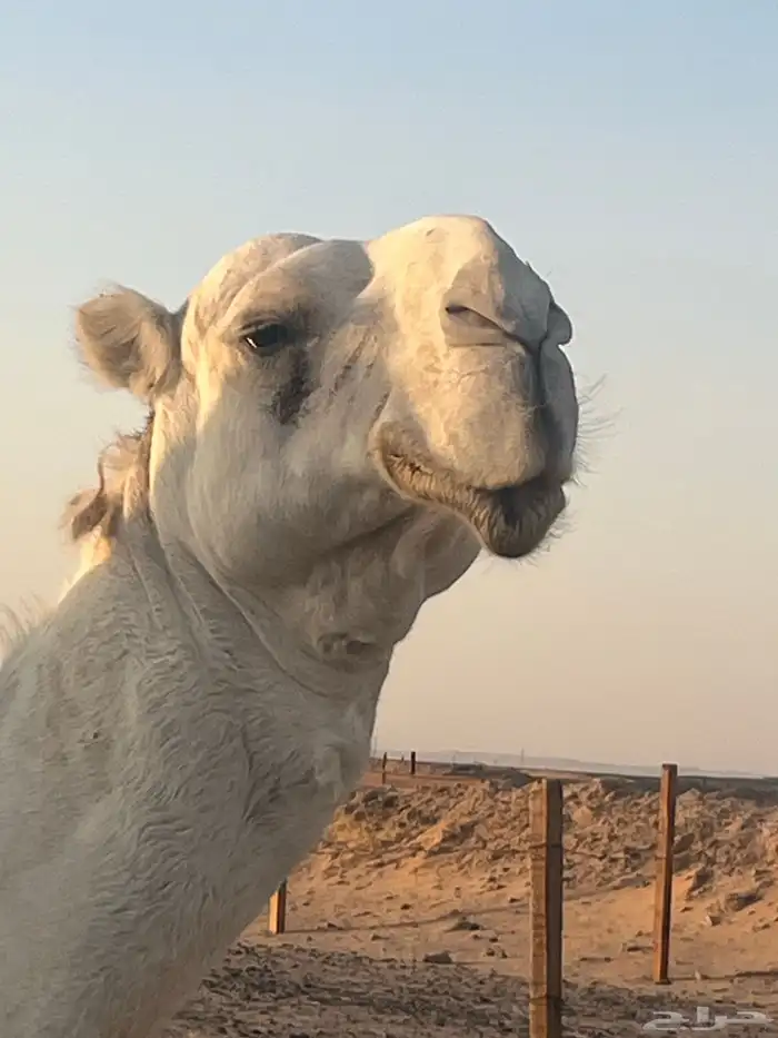 بعير اوضح ثني عظم وساس على الهدب مشروط ( الخرج) 1