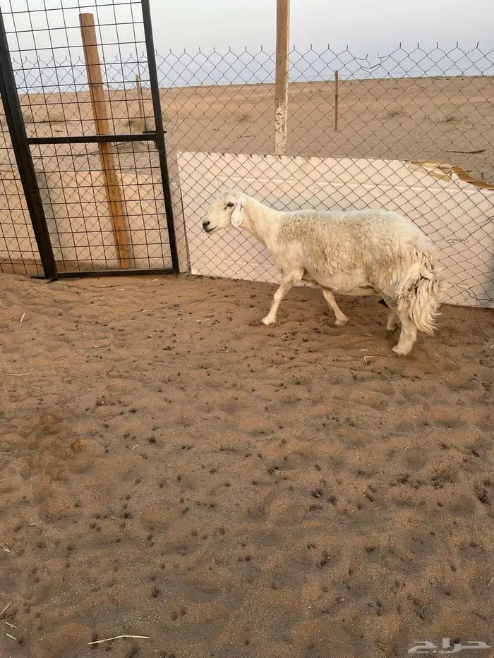 تمم البيع 1