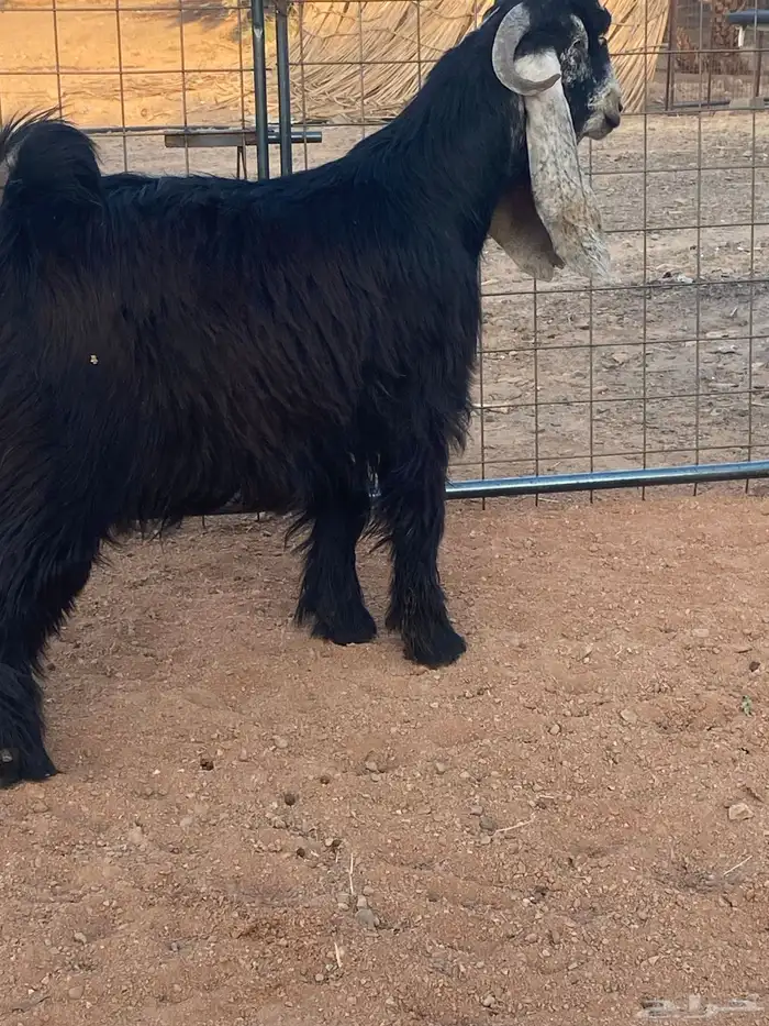 فحل معزا تيس عارضي صنف تممم البيع 4