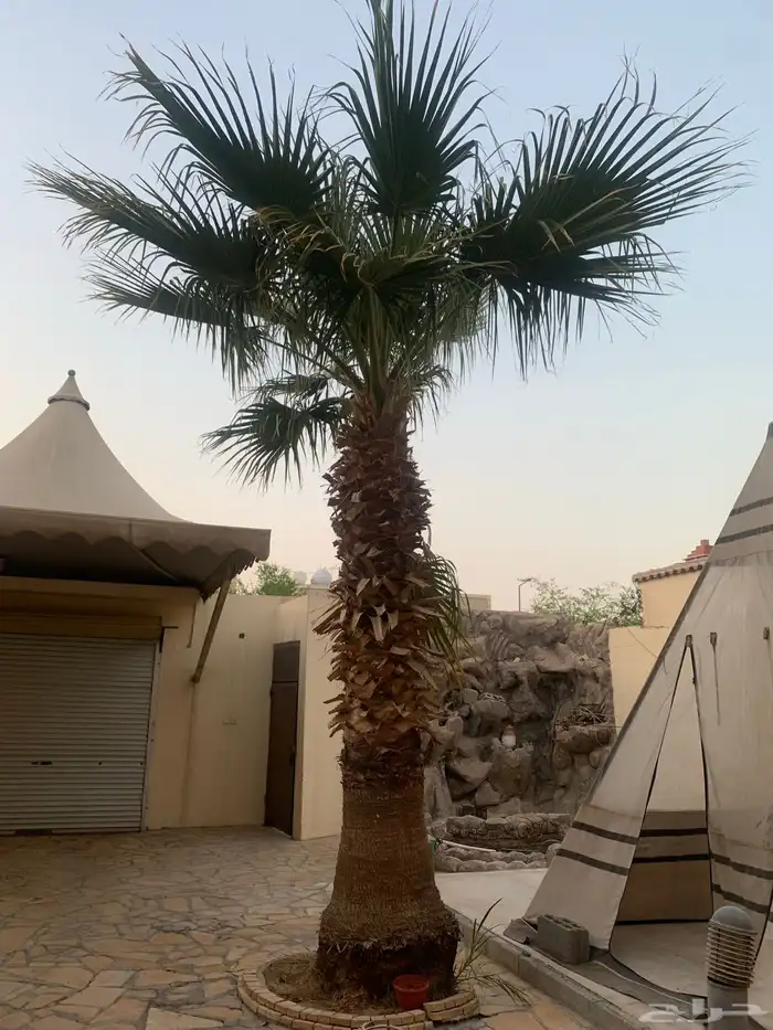 نخلة واشنطني للبيع 0