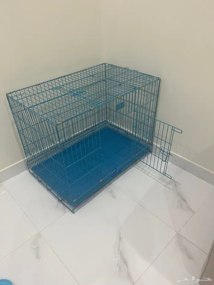 قط شيرازي للبيع 2