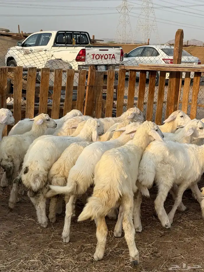 بهم تربيه شعره بيضاء من 840 8
