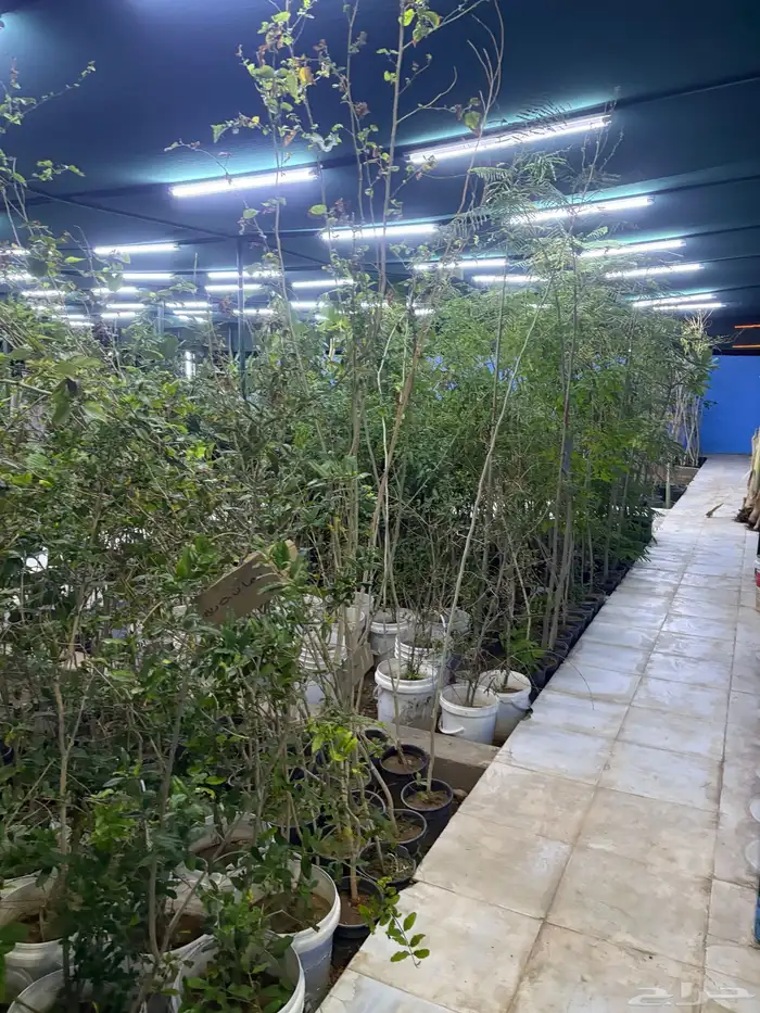 مشتل اشجار شتلات 1